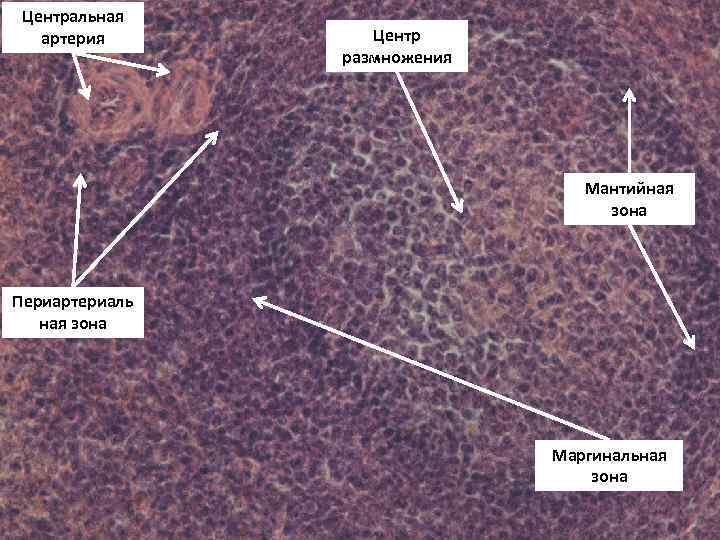 Центральная артерия Центр размножения Мантийная зона Периартериаль ная зона Маргинальная зона 