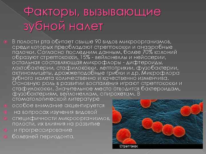 Факторы, вызывающие зубной налет В полости рта обитает свыше 90 видов микроорганизмов, среди которых