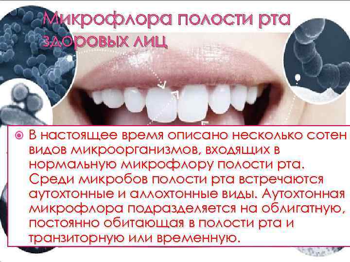 Микрофлора полости рта здоровых лиц В настоящее время описано несколько сотен видов микроорганизмов, входящих