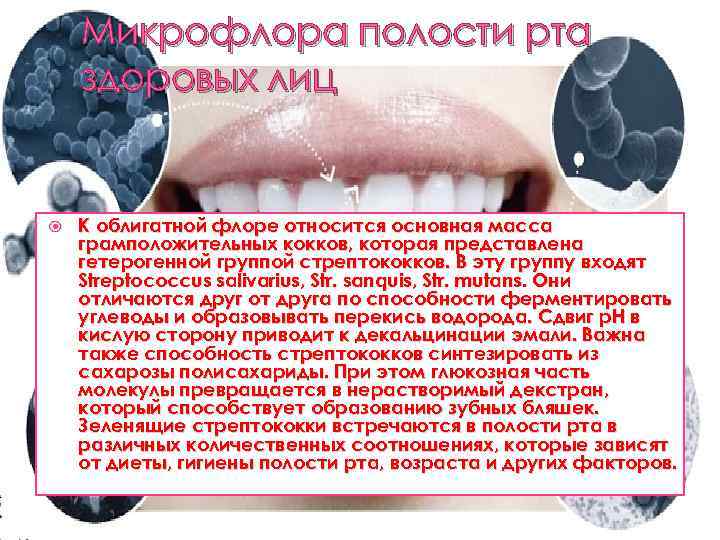 Микрофлора полости рта здоровых лиц К облигатной флоре относится основная масса грамположительных кокков, которая