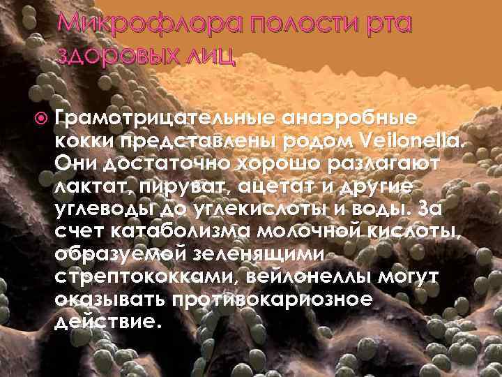 Микрофлора полости рта здоровых лиц Грамотрицательные анаэробные кокки представлены родом Veilonella. Они достаточно хорошо