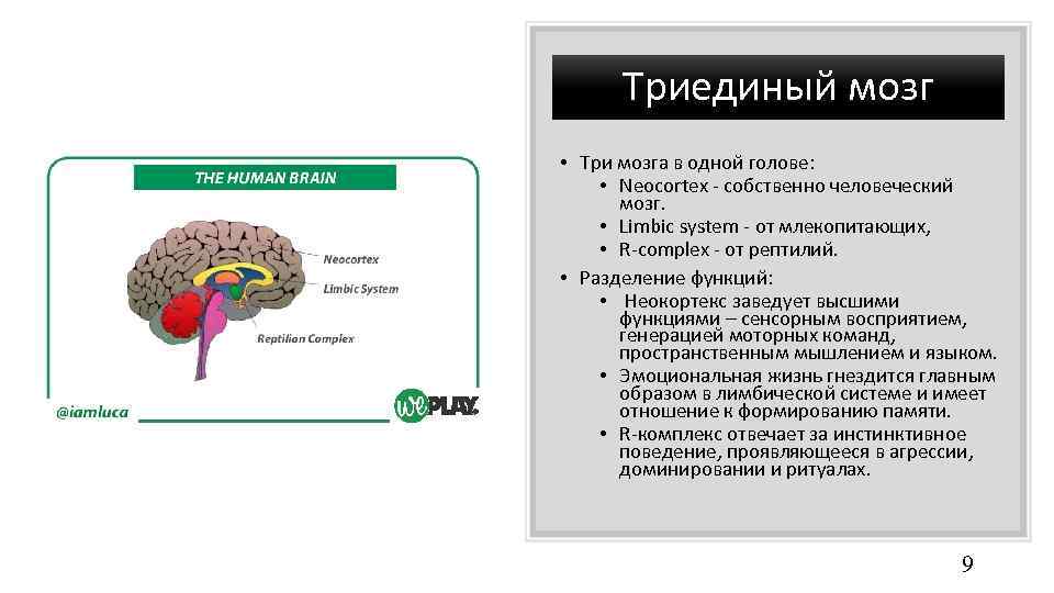 Триединый мозг • Три мозга в одной голове: • Neocortex - собственно человеческий мозг.