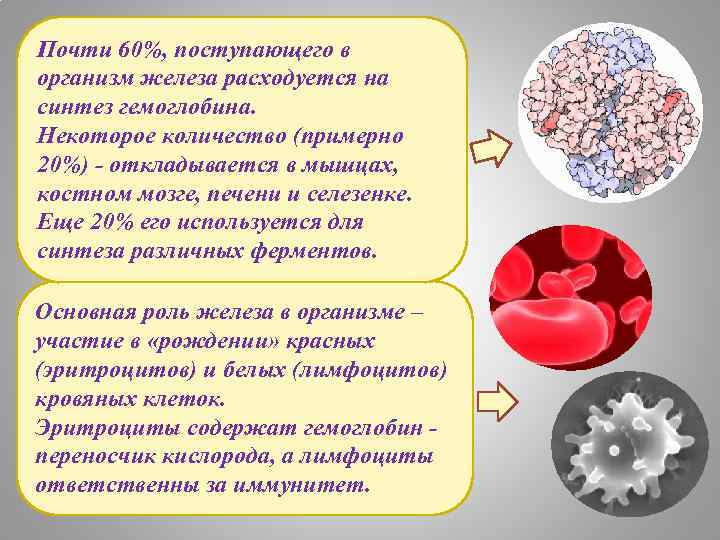 Почти 60%, поступающего в организм железа расходуется на синтез гемоглобина. Некоторое количество (примерно 20%)