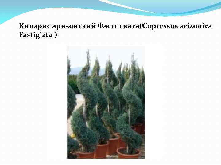 Кипарис аризонский Фастигиата(Cupressus arizonica Fastigiata ) 