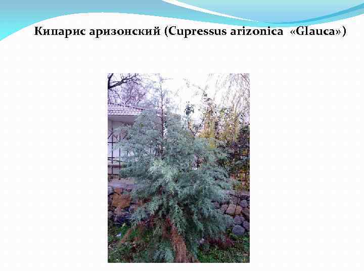 Кипарис аризонский (Cupressus arizonica «Glauca» ) 