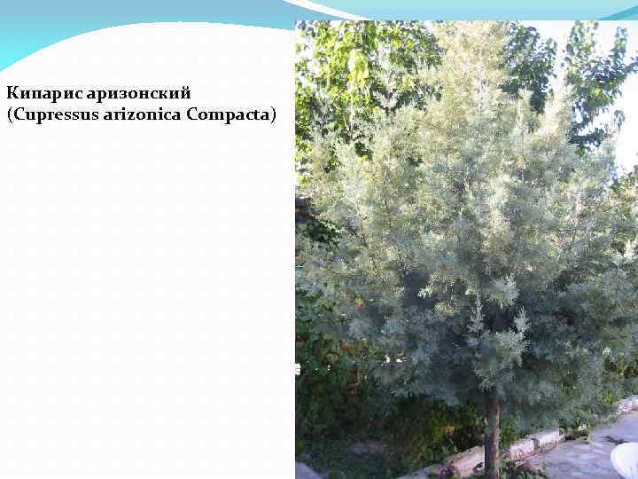 Кипарис аризонский (Cupressus arizonica Compacta) 