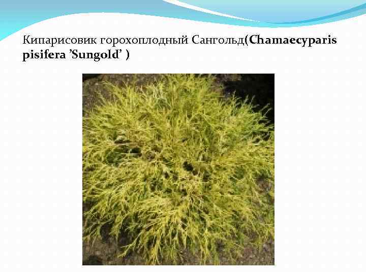 Кипарисовик горохоплодный Сангольд(Chamaecyparis pisifera ’Sungold’ ) 