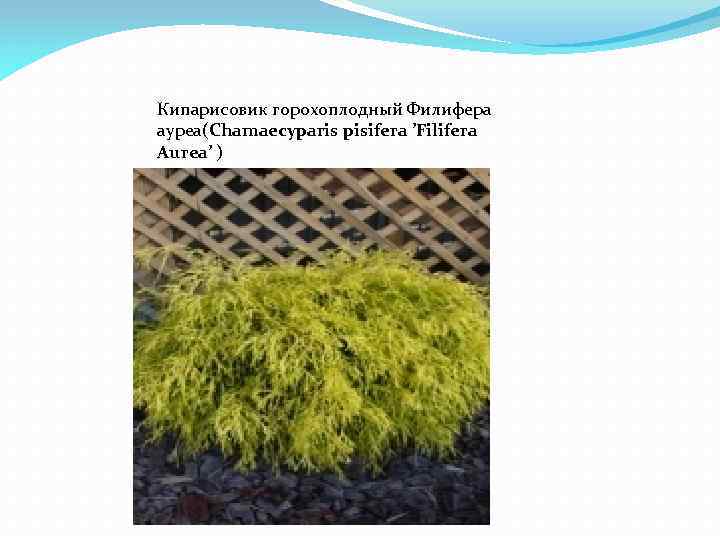 Кипарисовик горохоплодный Филифера ауреа(Chamaecyparis pisifera ’Filifera Aurea’ ) 