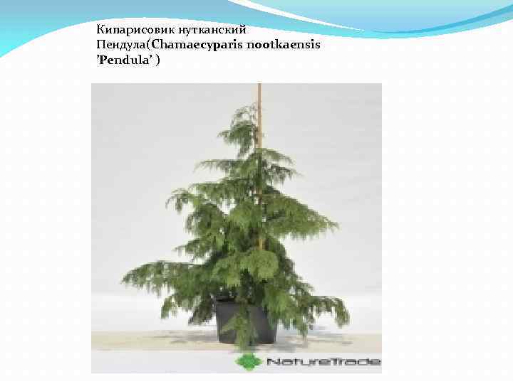 Кипарисовик нутканский Пендула(Chamaecyparis nootkaensis ’Pendula’ ) 