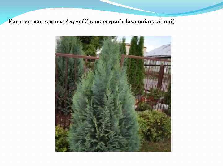 Кипарисовик лавсона Алуми(Chamaecyparis lawsoniana alumi) 