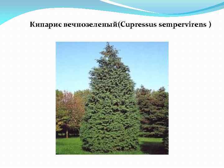 Кипарис вечнозеленый(Cupressus sempervirens ) 