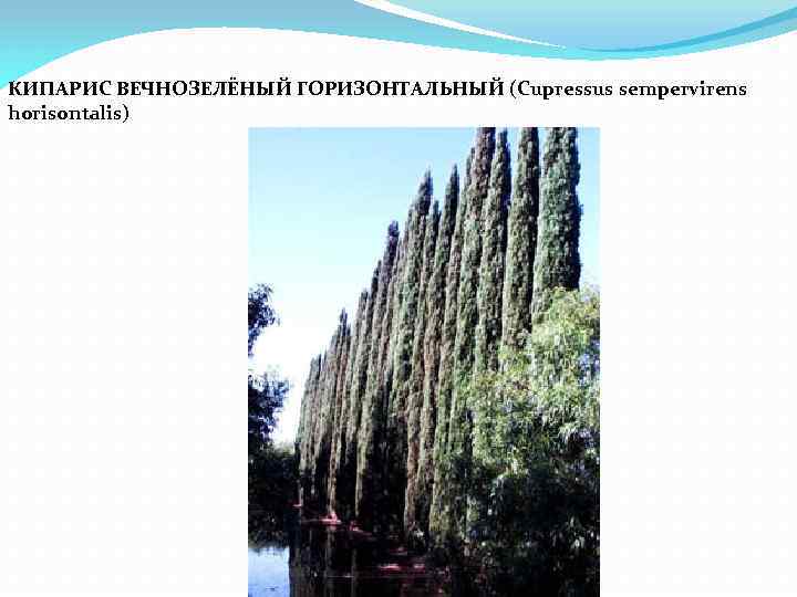 КИПАРИС ВЕЧНОЗЕЛЁНЫЙ ГОРИЗОНТАЛЬНЫЙ (Cupressus sempervirens horisontalis) 