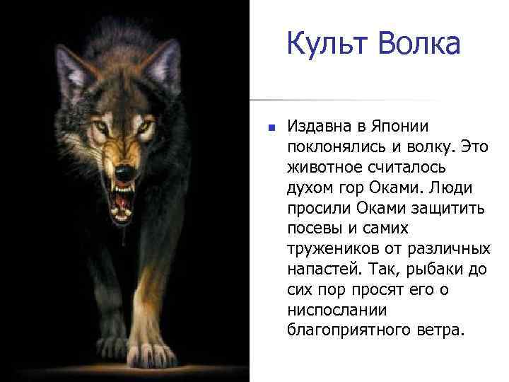 Культ Волка n Издавна в Японии поклонялись и волку. Это животное считалось духом гор