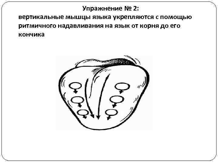 Упражнение № 2: вертикальные мышцы языка укрепляются с помощью ритмичного надавливания на язык от
