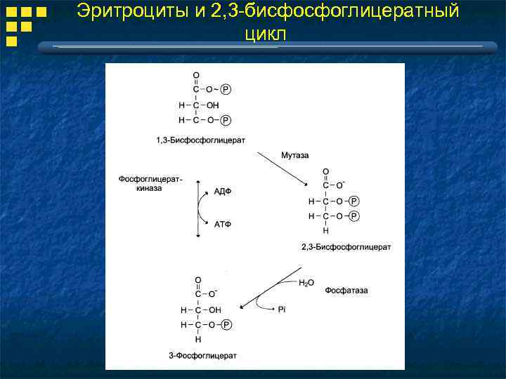  Эритроциты и 2, 3 -бисфосфоглицератный цикл 