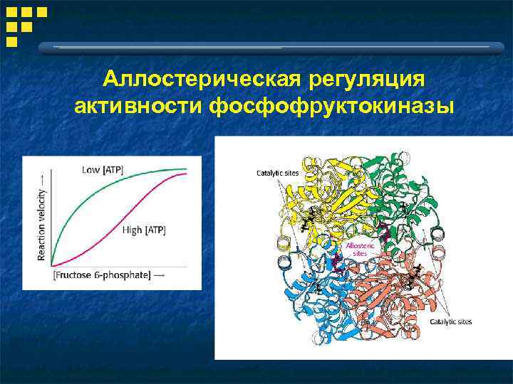 Аллостерическая регуляция активности фосфофруктокиназы 