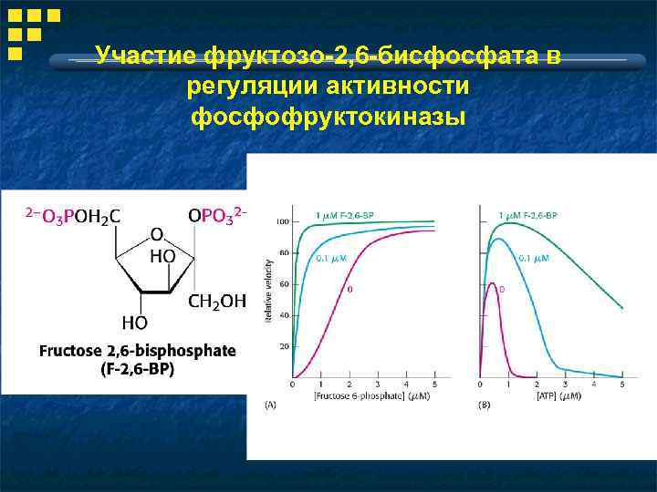 Участие фруктозо-2, 6 -бисфосфата в регуляции активности фосфофруктокиназы 