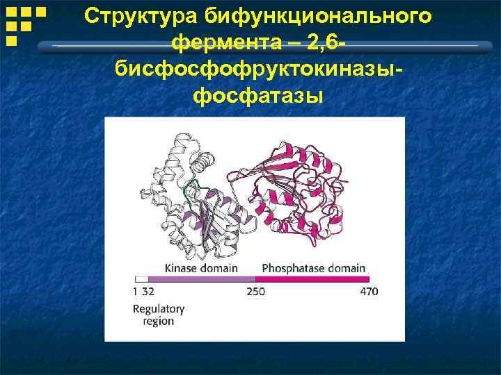 Структура бифункционального фермента – 2, 6 бисфосфофруктокиназыфосфатазы 