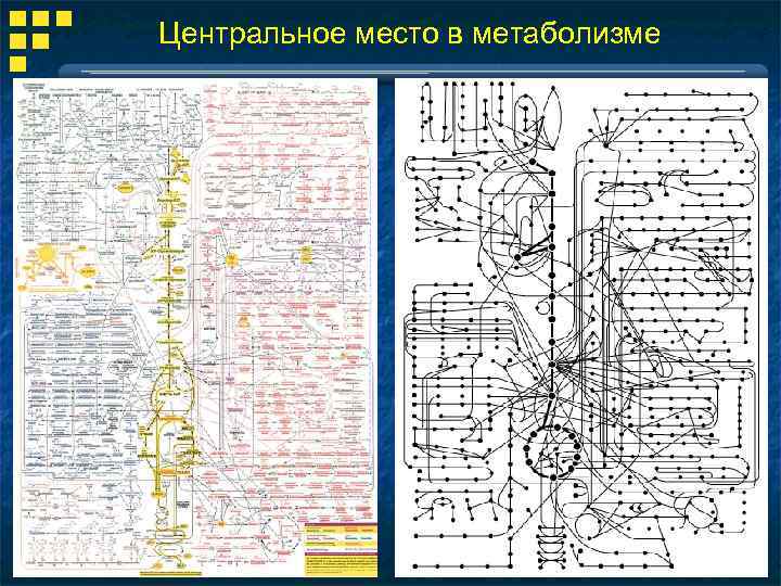 Центральное место в метаболизме 