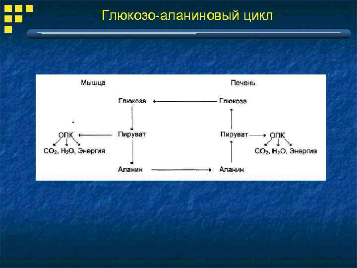 Глюкозо-аланиновый цикл 