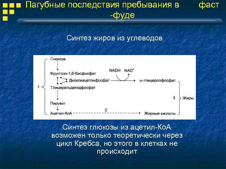 Пагубные последствия пребывания в фаст -фуде Синтез жиров из углеводов Синтез глюкозы из ацетил-Ко.