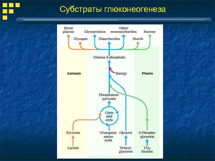 Субстраты глюконеогенеза 