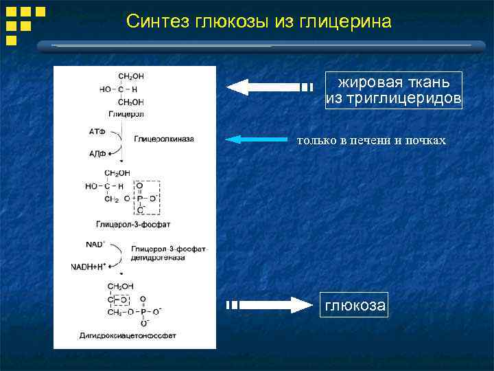 Синтез глюкозы из глицерина жировая ткань из триглицеридов только в печени и почках глюкоза