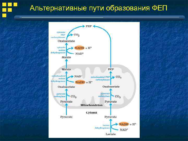 Альтернативные пути образования ФЕП 