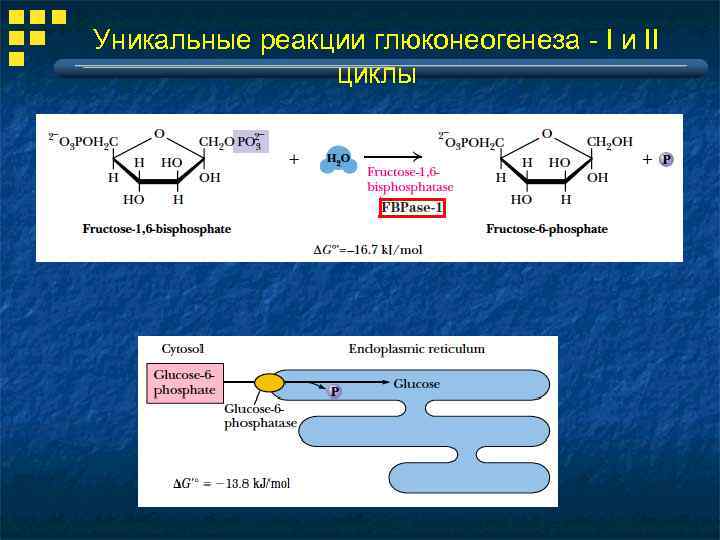 Уникальные реакции глюконеогенеза - I и II циклы 