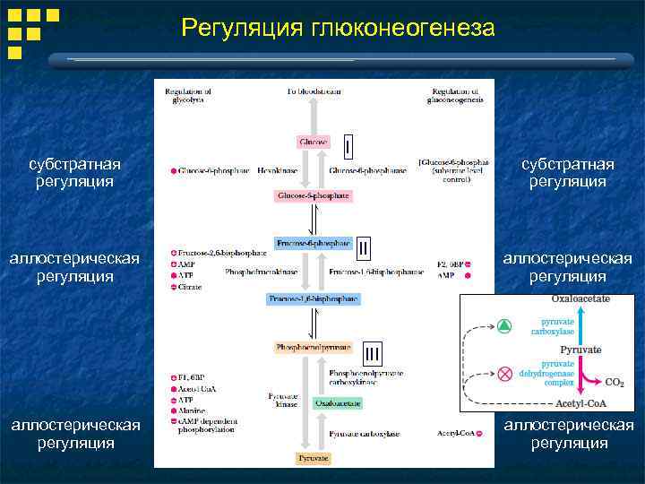 Регуляция глюконеогенеза субстратная регуляция аллостерическая регуляция I субстратная регуляция II аллостерическая регуляция III аллостерическая