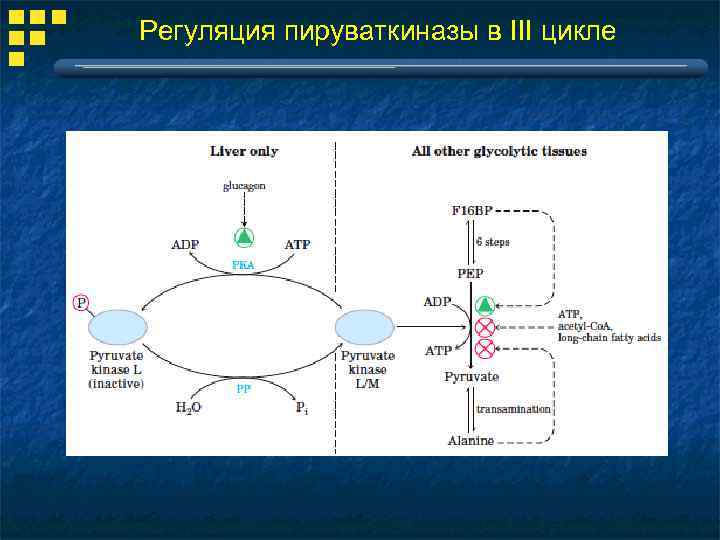 Регуляция пируваткиназы в III цикле 