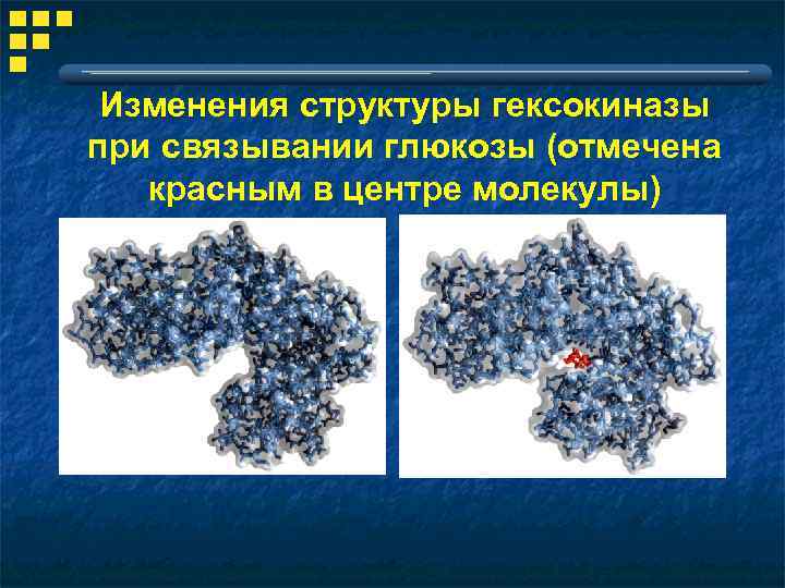 Изменения структуры гексокиназы при связывании глюкозы (отмечена красным в центре молекулы) 