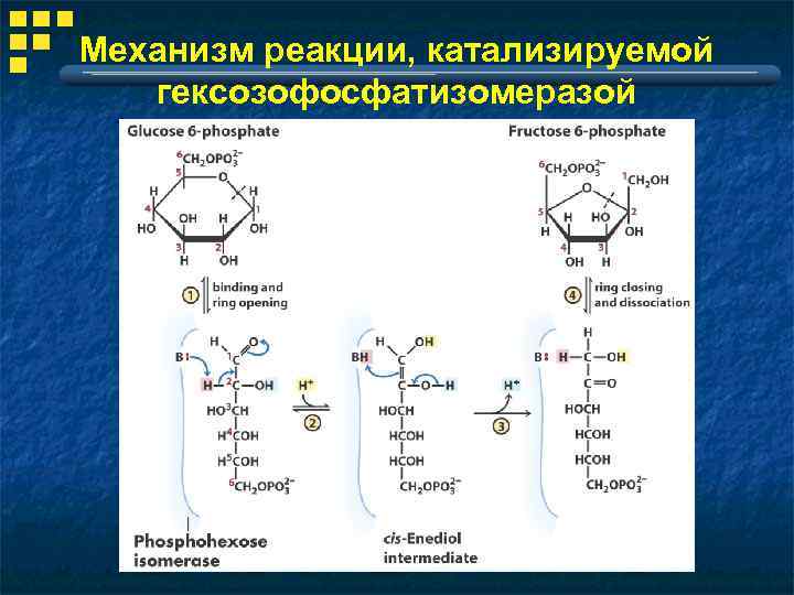 Какой биологический смысл в реакции переактивации ответ. Гликолиз реакции биология. Обходные реакции гликолиза. Необратимые реакции гликолиза. 10 Реакций гликолиза.