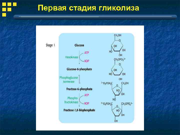 Первая стадия гликолиза 