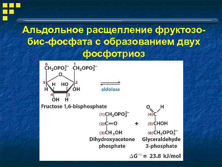 Какой биологический смысл в реакции переактивации ответ. Альдольное расщепление. Альдольное расщепление фруктозо. Альдольное расщепление гликолиз. Реакция образования фосфотриоз.