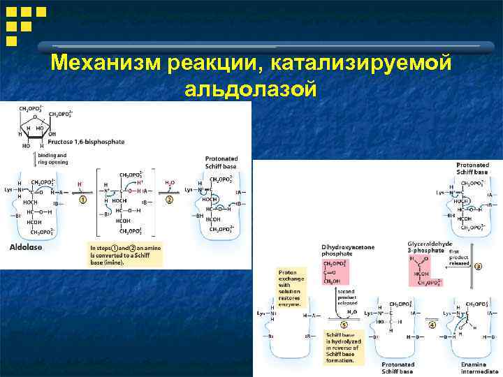 Какой биологический смысл в реакции переактивации ответ. 1 Реакция гликолиза. Реакция гликолиза происходит в. 10 Реакций гликолиза. Биологический смысл гликолиза.