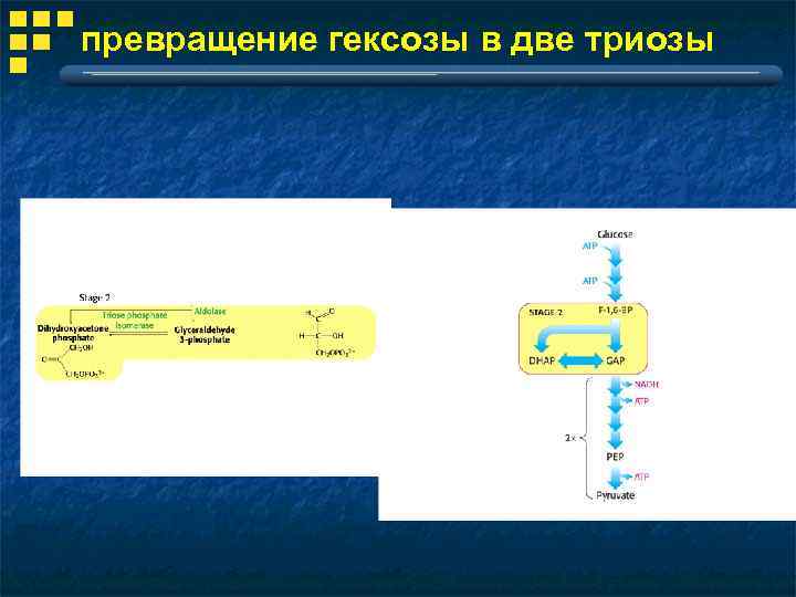 превращение гексозы в две триозы 