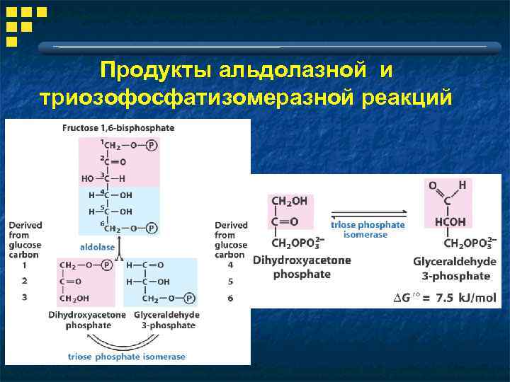 Расщепление гликолиза