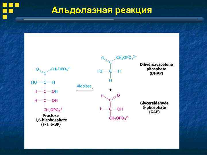 Какой биологический смысл в реакции переактивации ответ. Альдолаза реакция. Альдолаза функция. Продукт альдолазной реакции. Альдолаза структурная формула.