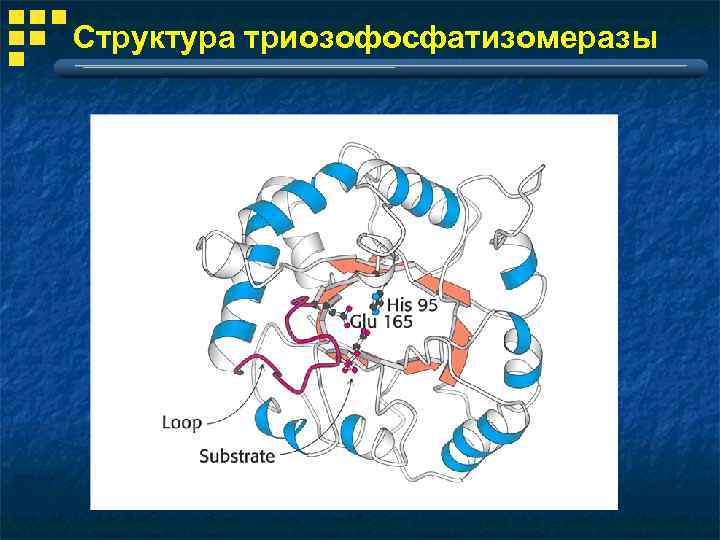 Структура триозофосфатизомеразы 