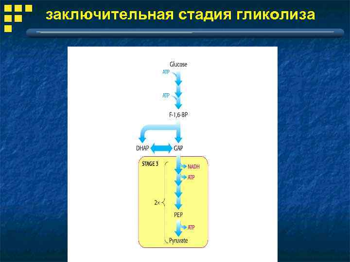 заключительная стадия гликолиза 