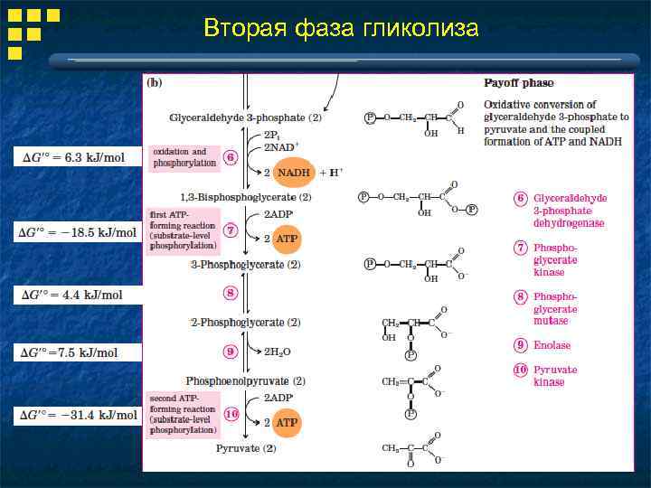 Вторая фаза гликолиза 