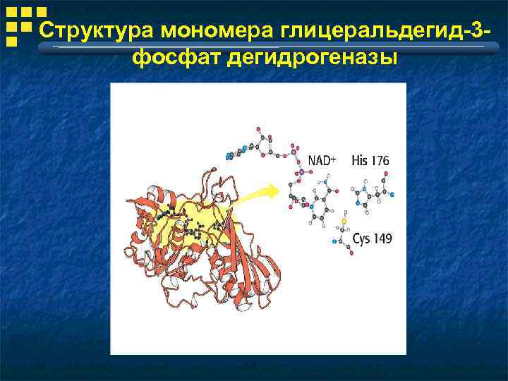 Структура мономера глицеральдегид-3 фосфат дегидрогеназы 