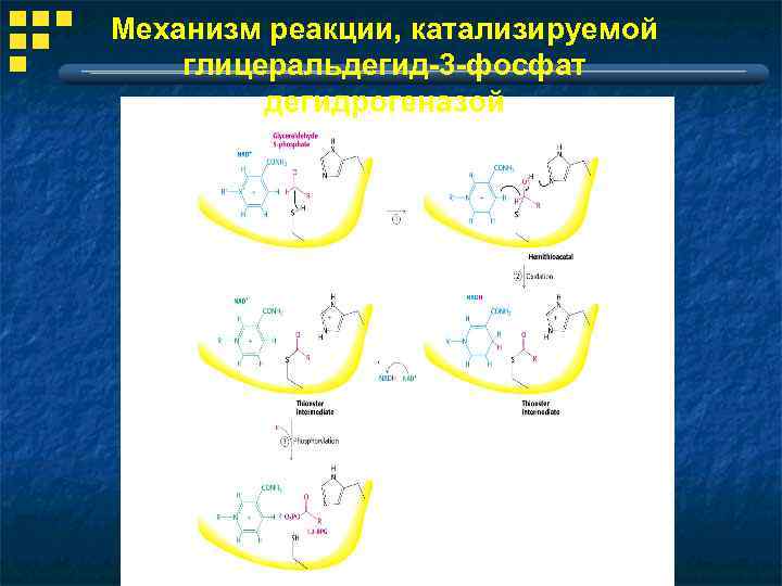 Механизм реакции, катализируемой глицеральдегид-3 -фосфат дегидрогеназой 