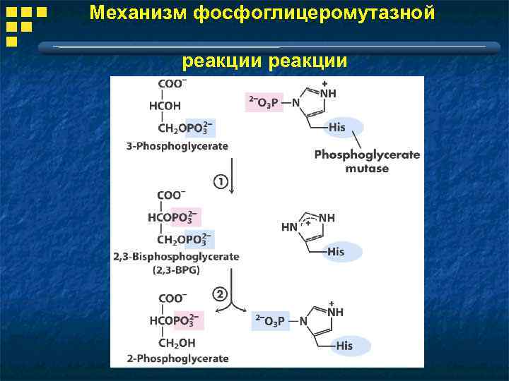 Механизм фосфоглицеромутазной реакции 