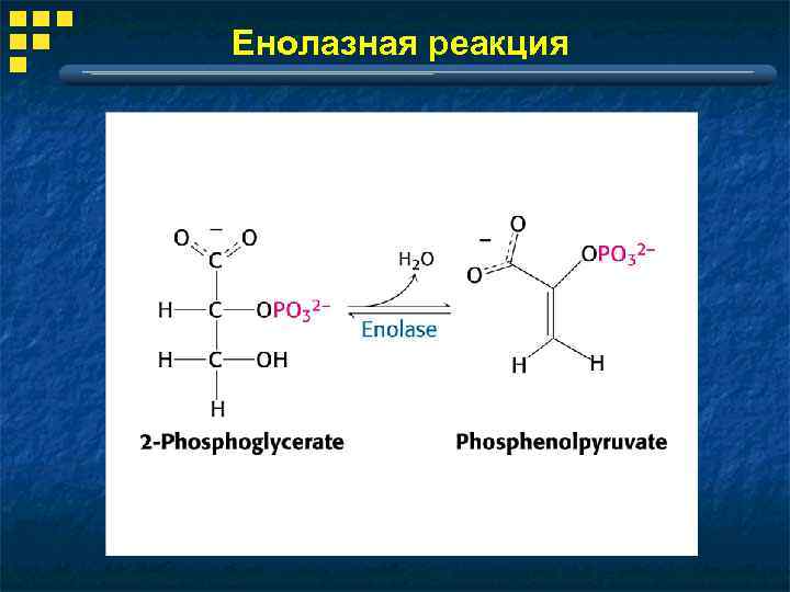 Енолазная реакция 