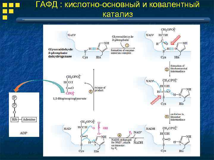 ГАФД : кислотно-основный и ковалентный катализ 