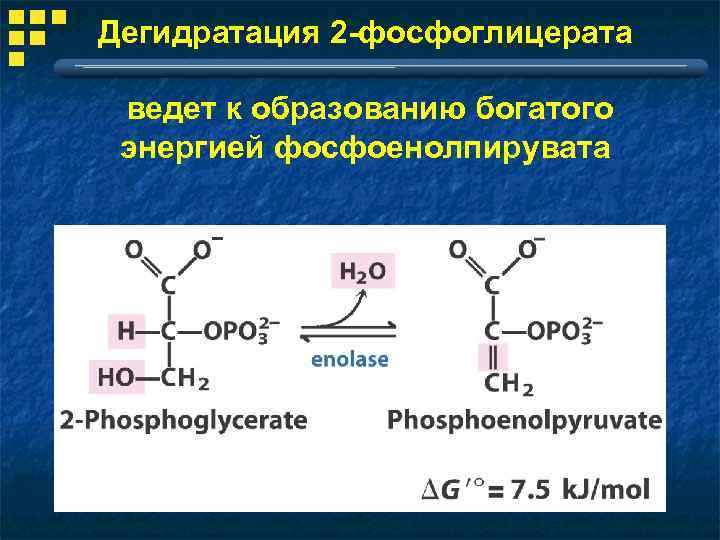 Дегидратация 2 -фосфоглицерата ведет к образованию богатого энергией фосфоенолпирувата 