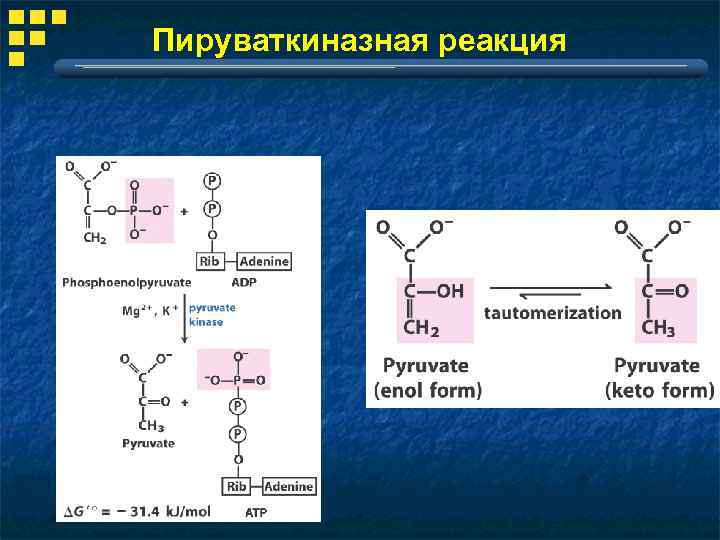 Пируваткиназная реакция 