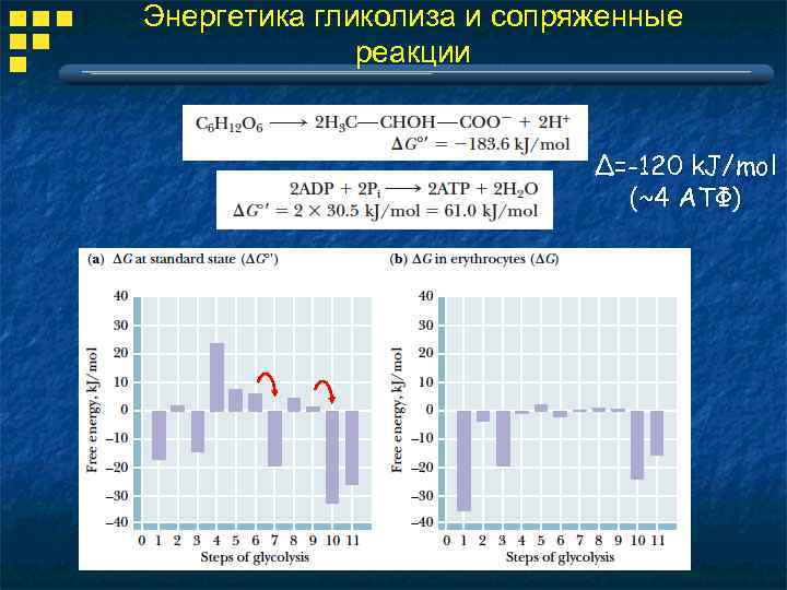 Энергетика гликолиза и сопряженные реакции Δ=-120 k. J/mol (~4 АТФ) 